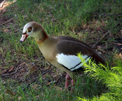 [This tan bird has a dark brown back and a white wing with a thin black stripe on it. Its neck and upper head are white and brown with a large brown spot with a yellow eye in the center. Its bill is light pink with dark brown at the tip of the bill and around the bill where it attaches to the head.]